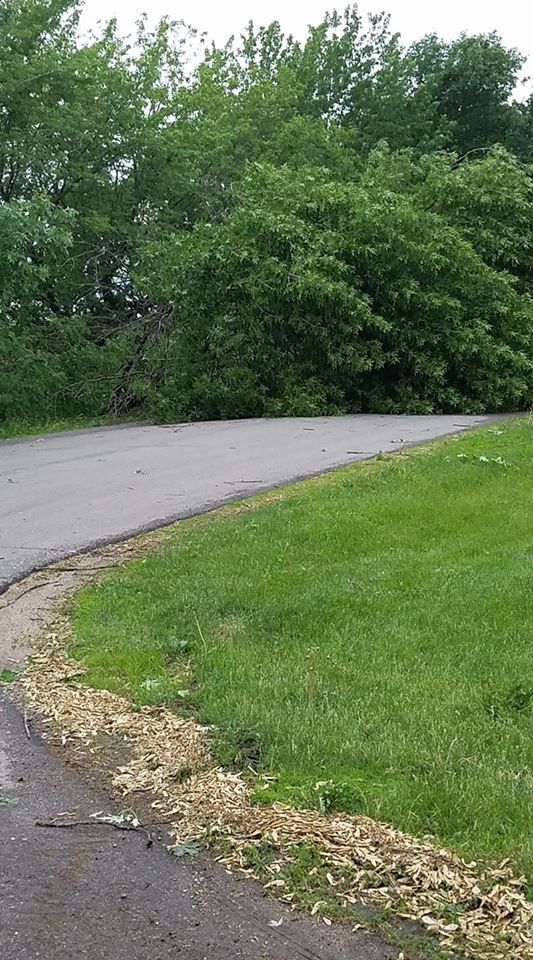 Tree damage